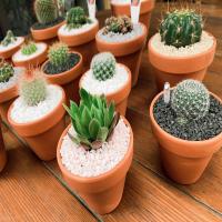 Cactus and succulents - in planters with pebbles, ideal for gifts