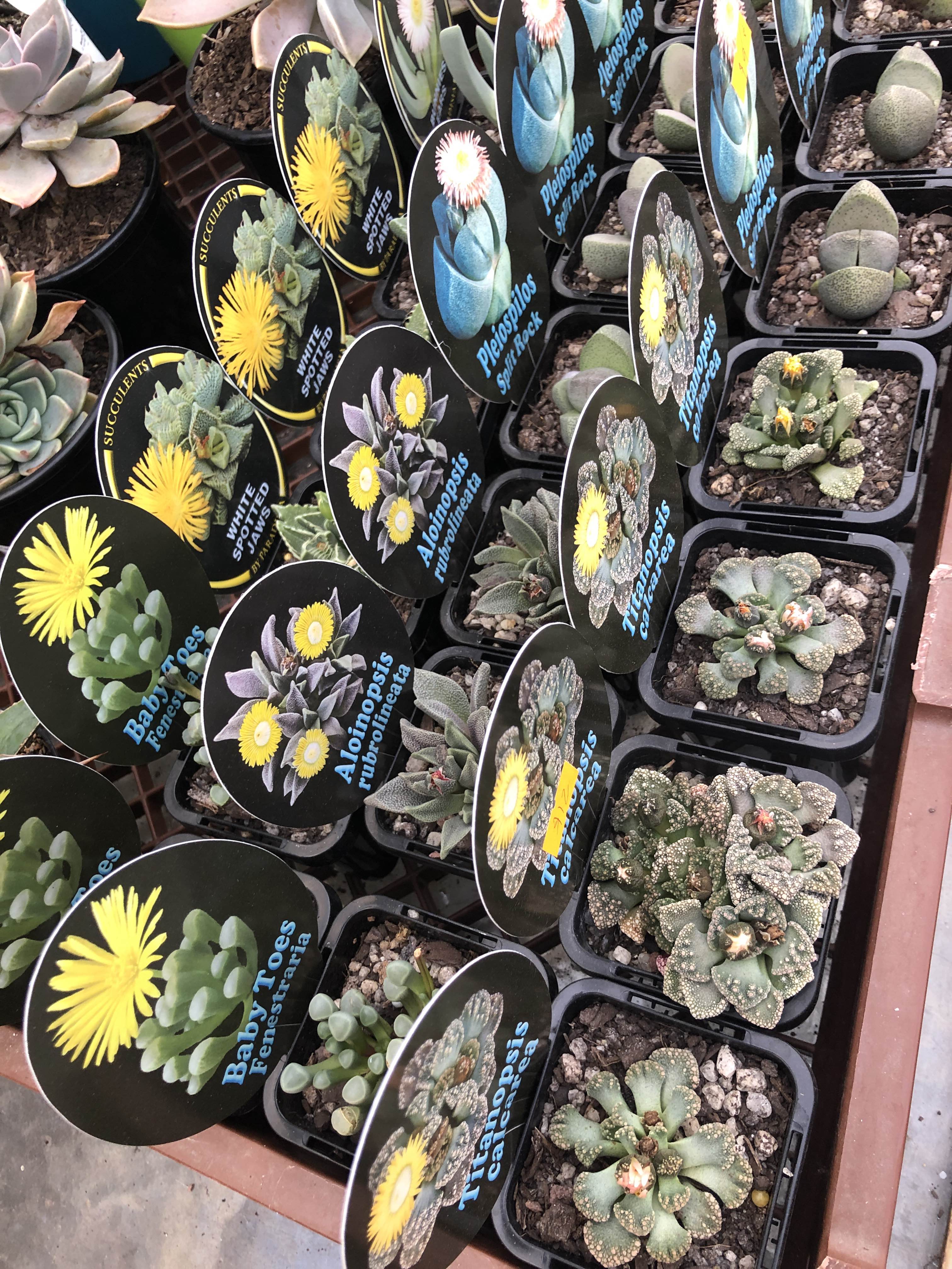 Succulents, cacti, pots, indoor plants