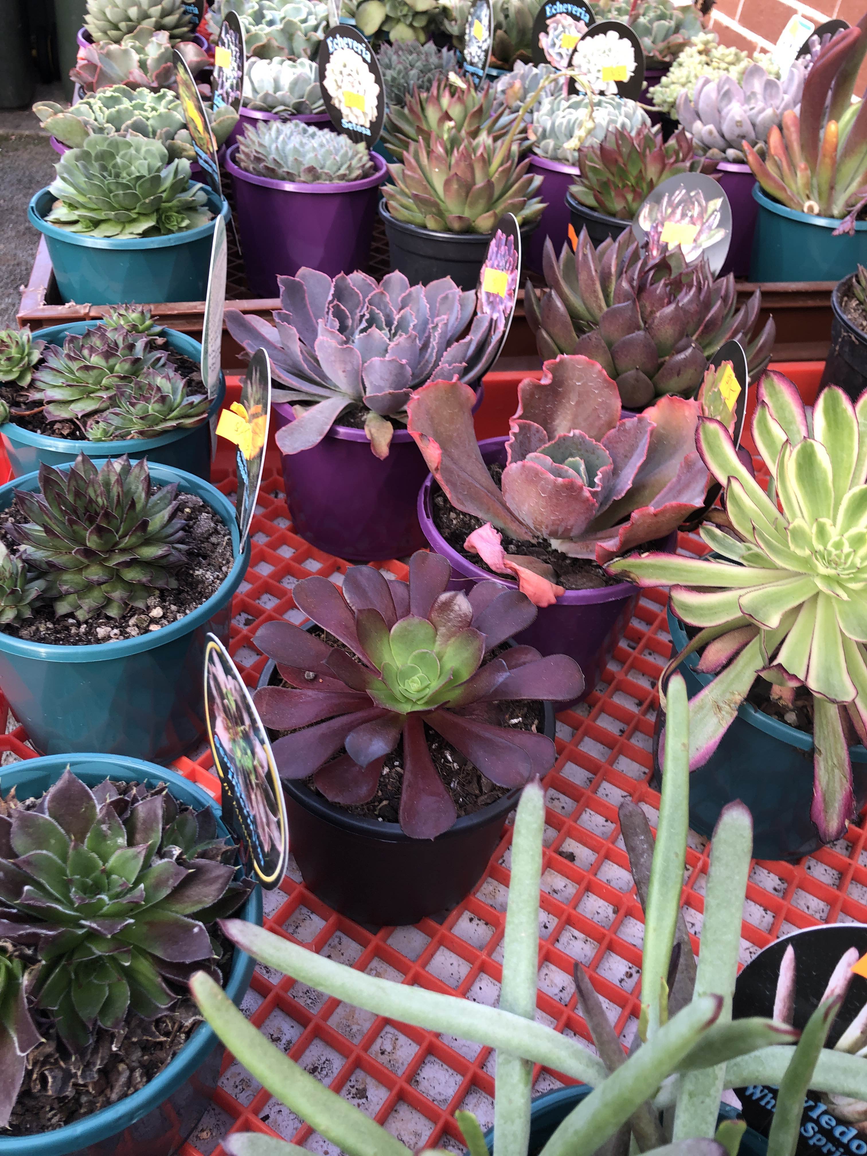 Succulents, cacti, pots, indoor plants